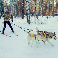 X-Back Dog Sled Harness for Mushing, Skijoring, and Canicross